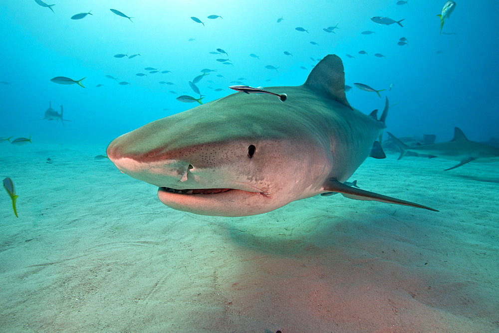 Tiger shark swimming above a sandy bottom, Bahamas