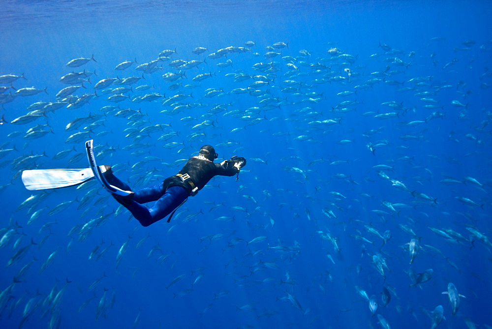 Diver and school of young bluefin tuna, Azores