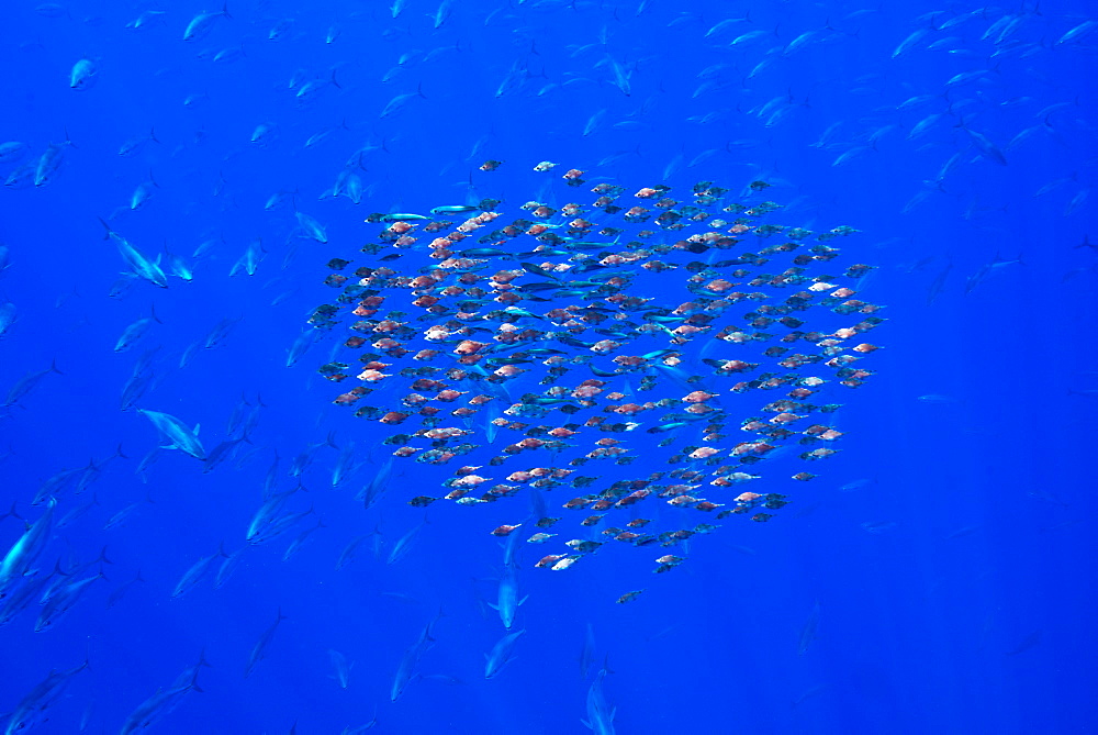 School of young bluefin tuna, Azores