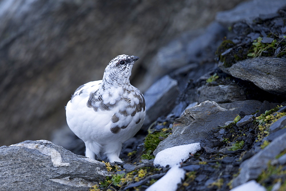 Rock Ptarmigan intermediate plumage, Swiss Alps