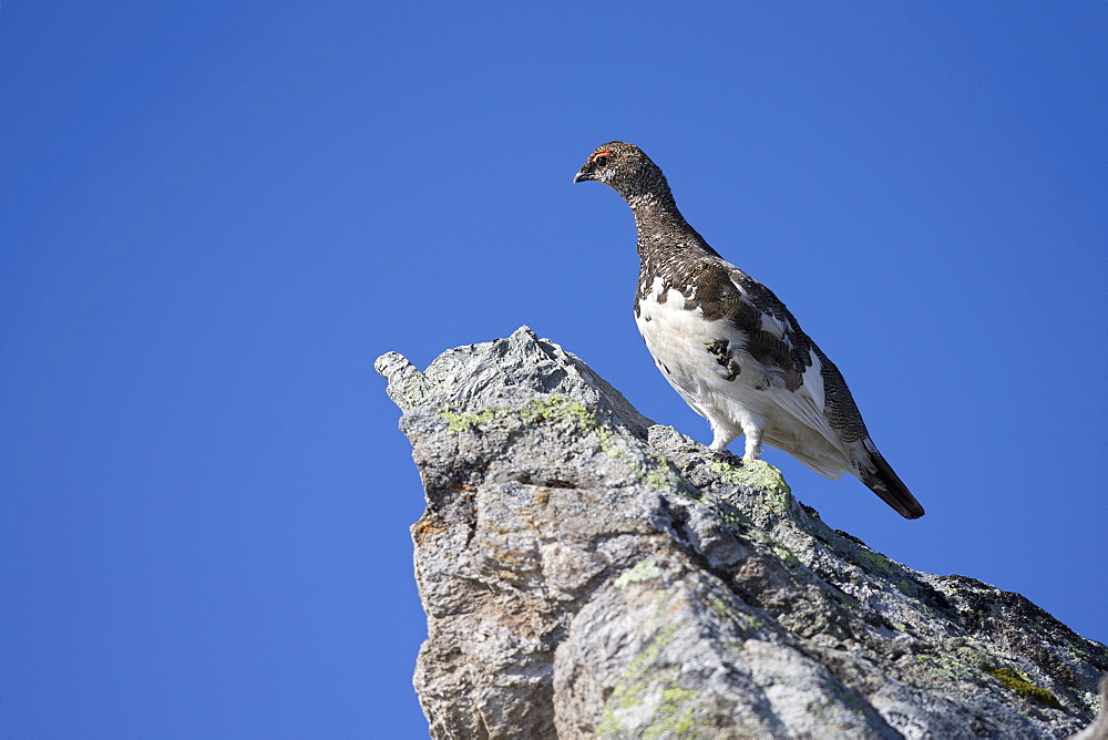 Rock Ptarmigan male intermediate plumage, Swiss Alps