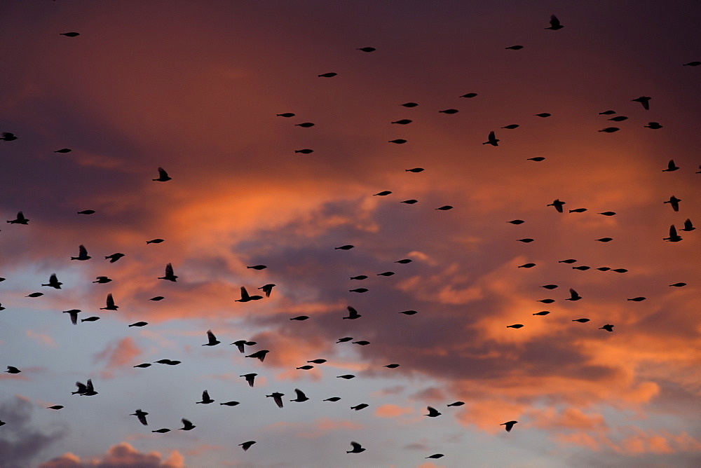 Dormitory of Bramblings in migration, Fribourg Switzerland