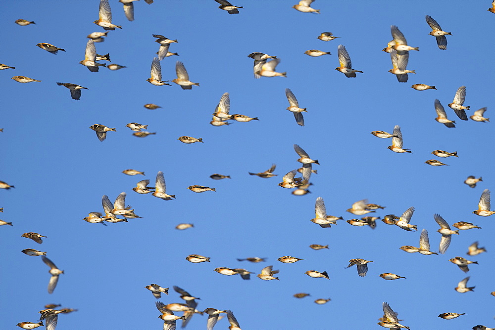 Bramblings in migration, Fribourg Switzerland