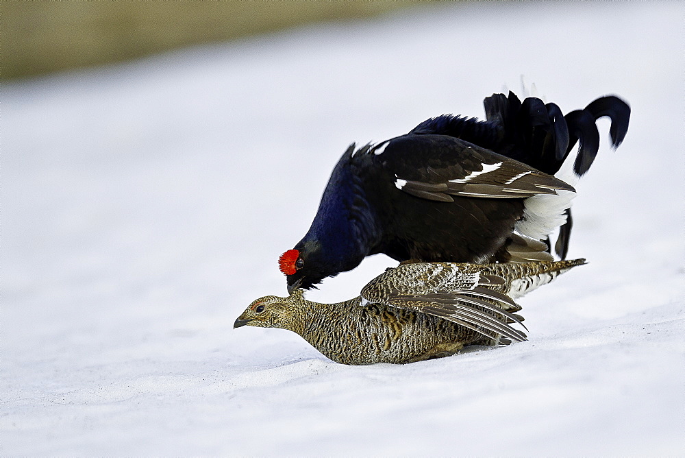 Mating of Black Grouse on snow, Alps Switzerland