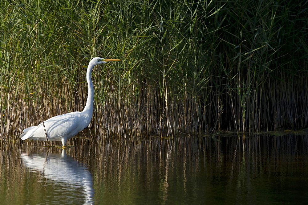 Great Egret in water, Lake Neuchatel Switzerland