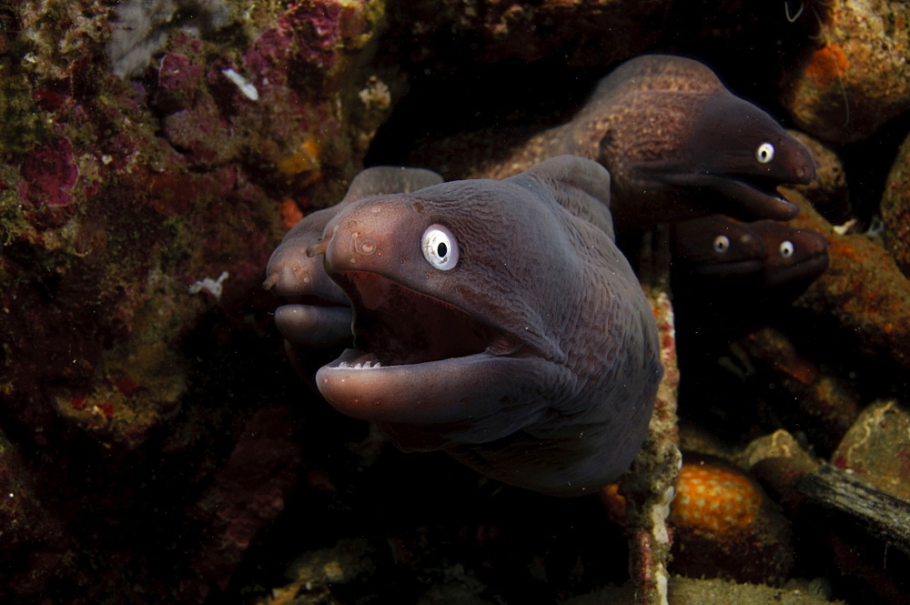 White Eye Moray Group on reef, Moluccus  Indonesia