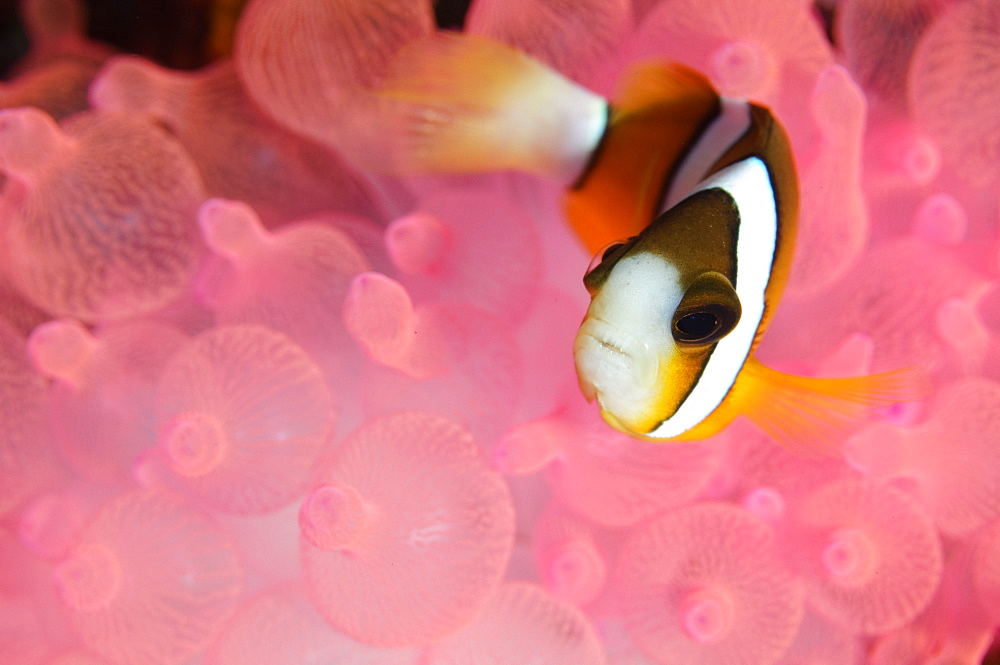 Clark's Anemonefish in pink bubble tip anemone, Indonesia