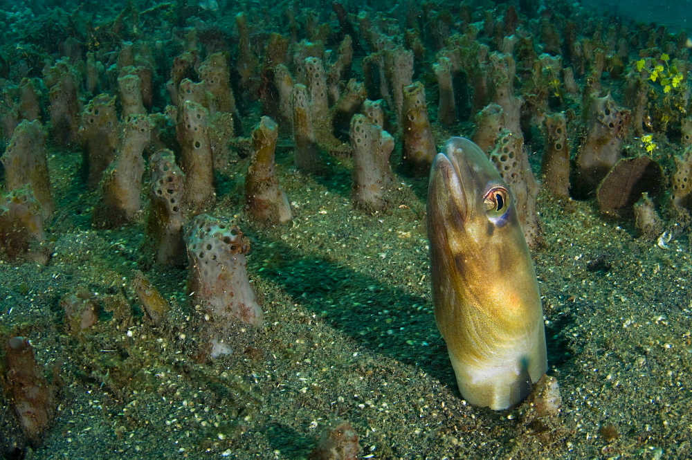 Bigeye conger blending in with sponge field, Indonesia