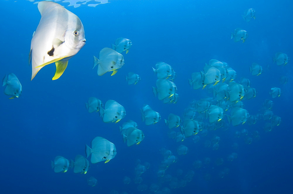 Schooling longfin batfish, Raja Ampat  Indonesia