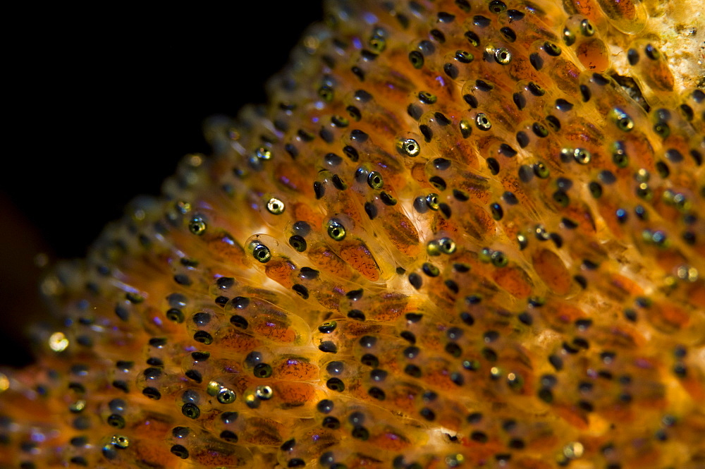 Eggs of a Saddleback Anemonefish, Manado  Indonesia