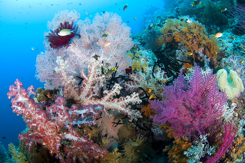 Soft corals on a tropical reef, Raja Ampat  Indonesia