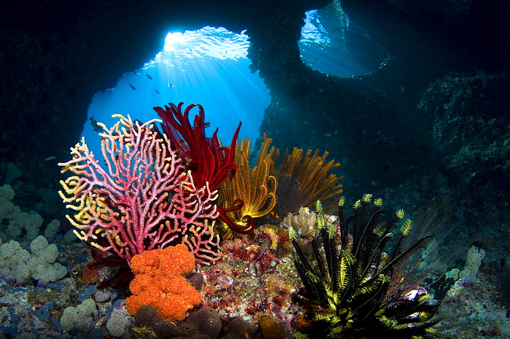 Crinoids and a small gorgonian fan, Raja Ampat  Indonesia