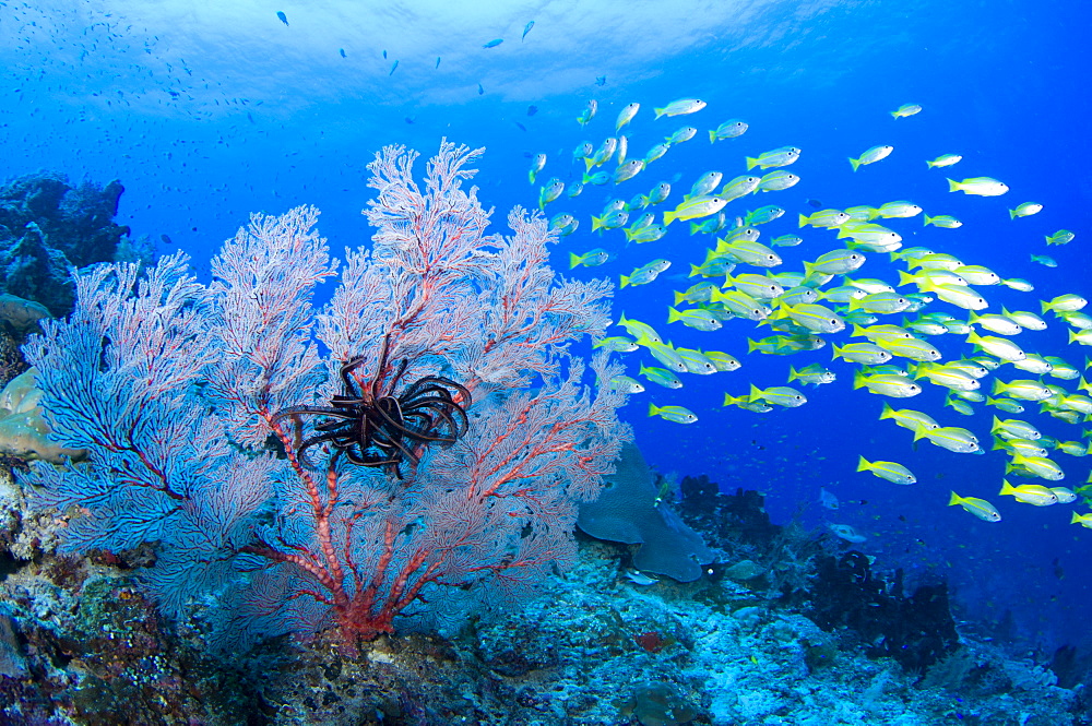 Gorgonian Seafan and Bigeye Snappers, Raja Ampat  Indonesia