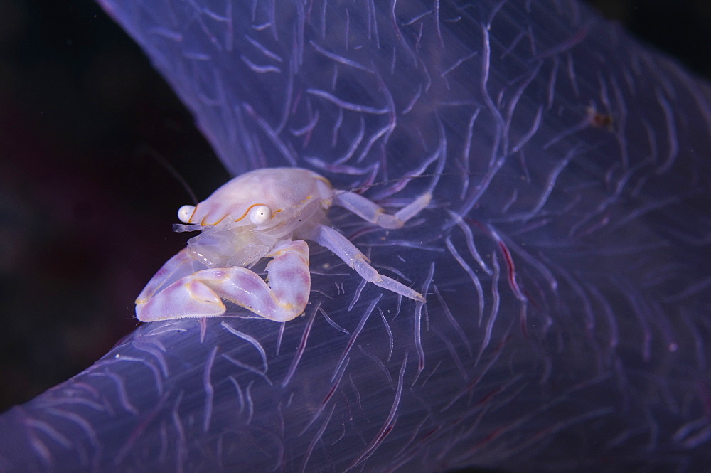 Porcelain Crab on Soft Coral, Raja Ampat  Indonesia