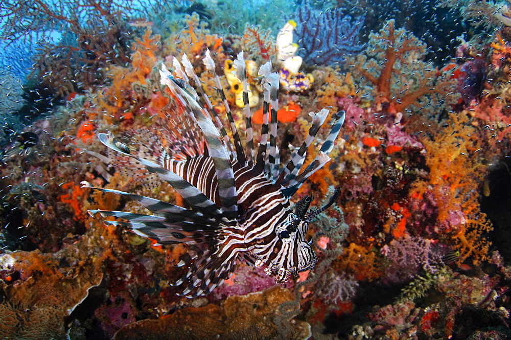 Lionfish and Soft Corals, Raja Ampat  Indonesia