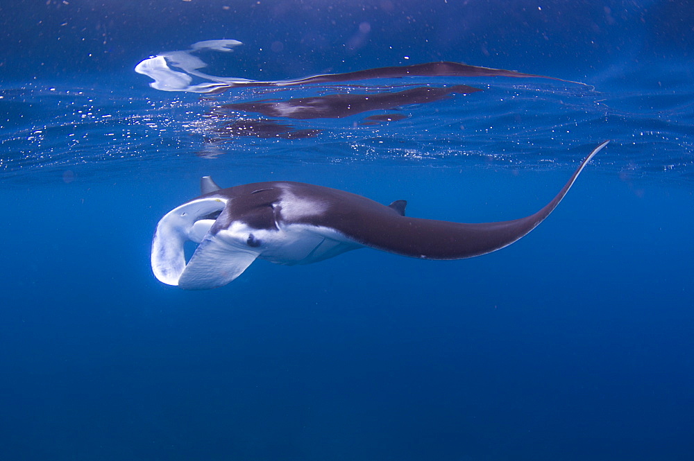 Black Manta Ray, Dampier Strait Raja Ampat  Indonesia