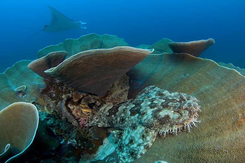 Tassled wobbegong shark and Manta Ray-Raja Ampat Indonesia