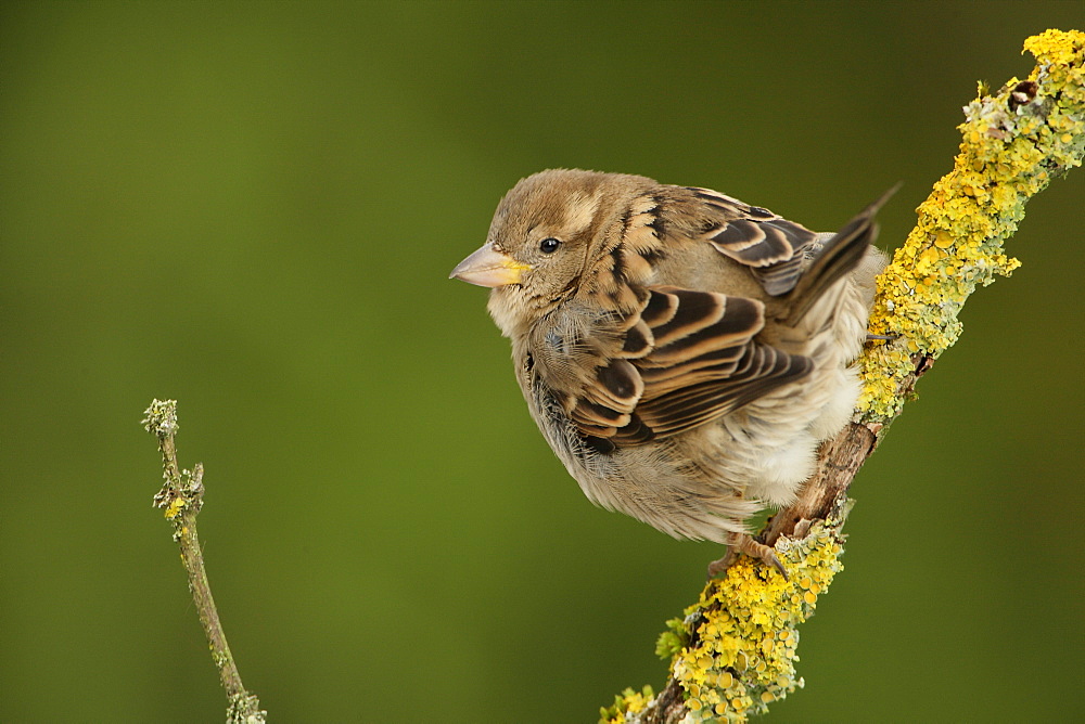 House Sparrow on a branch, Ardennes Belgium 