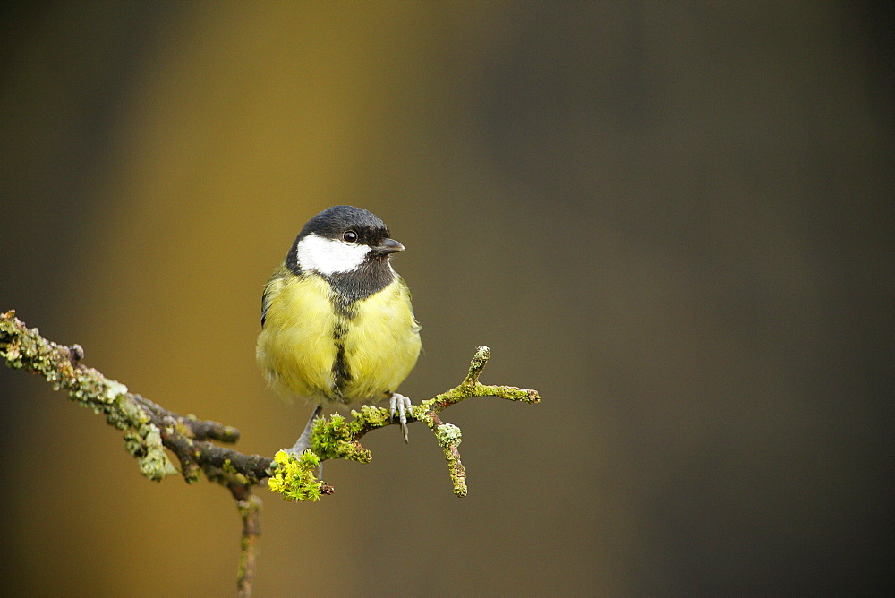 Great tit on a branch, Ardennes Belgium 