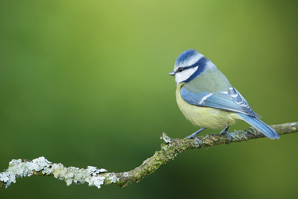 Bluet tit on a branch, Ardennes Belgium