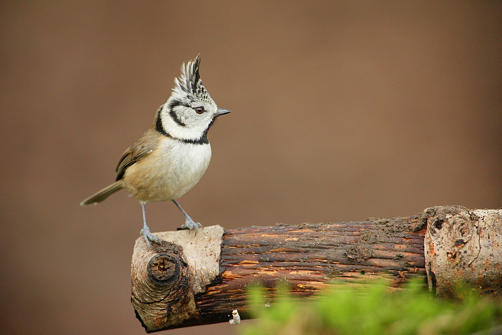 Crested Tit on a branch, Ardennes Belgium 