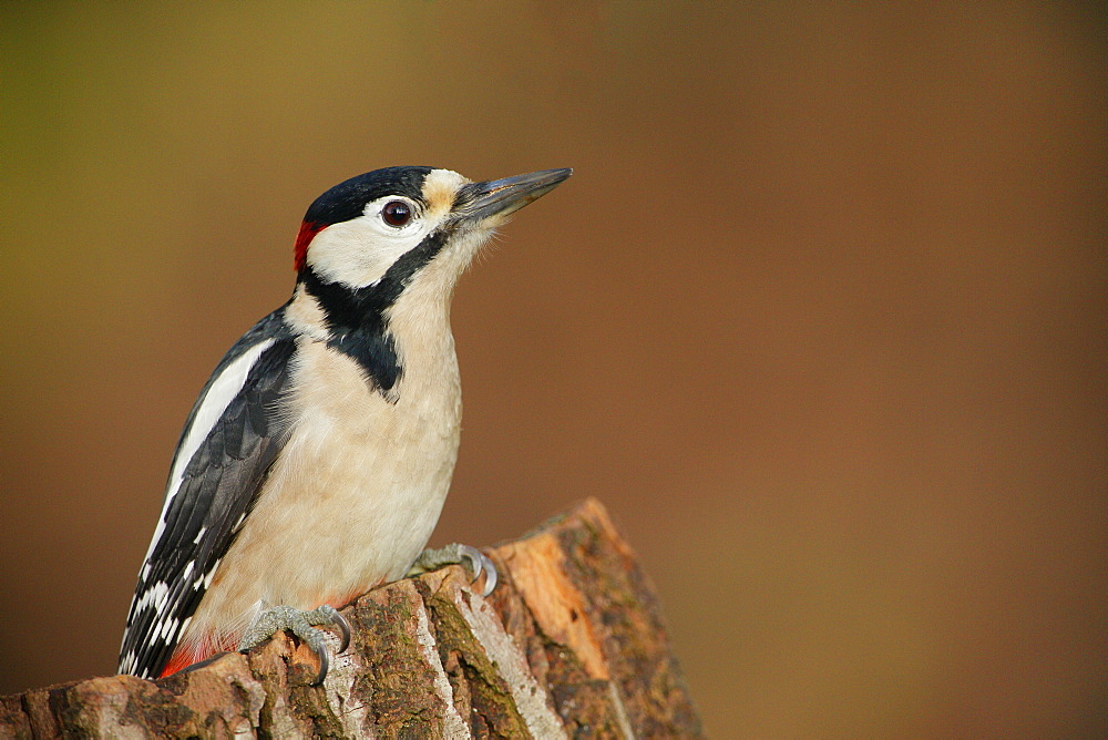 Great Spotted Woodpecker on a stump, Ardennes Belgium 