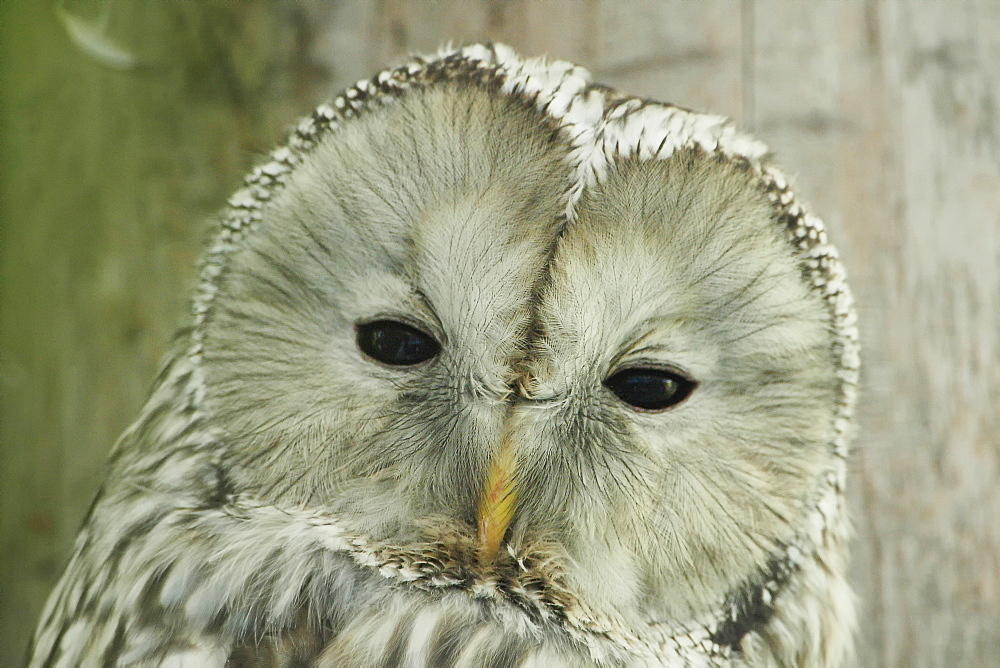 Portrait of Tawny Owl, Bayerischer Wald Germany 