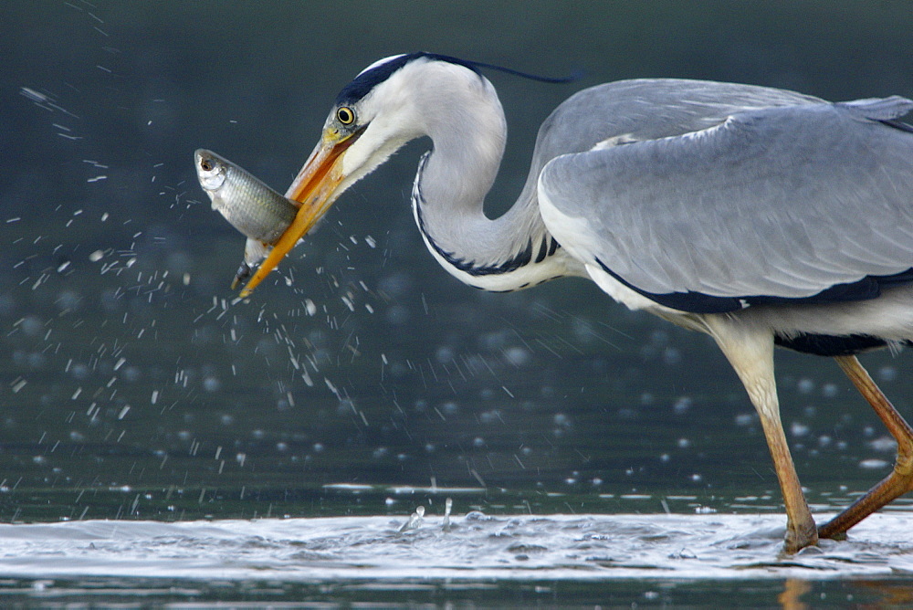 Grey Heron fishing in a pond, France 