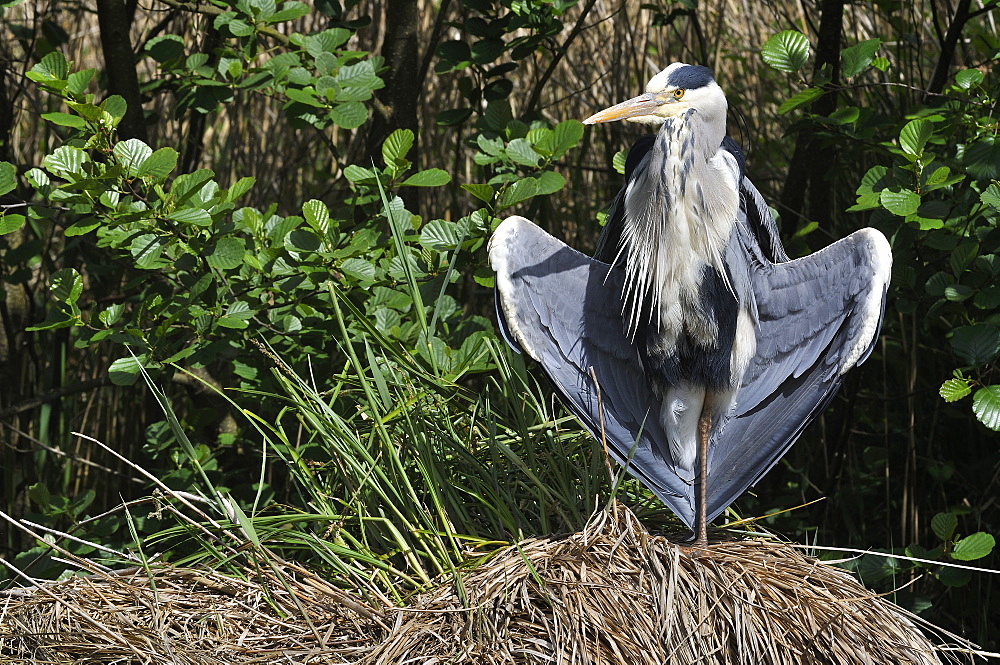 Grey Heron warming on a tuft of sedge, France