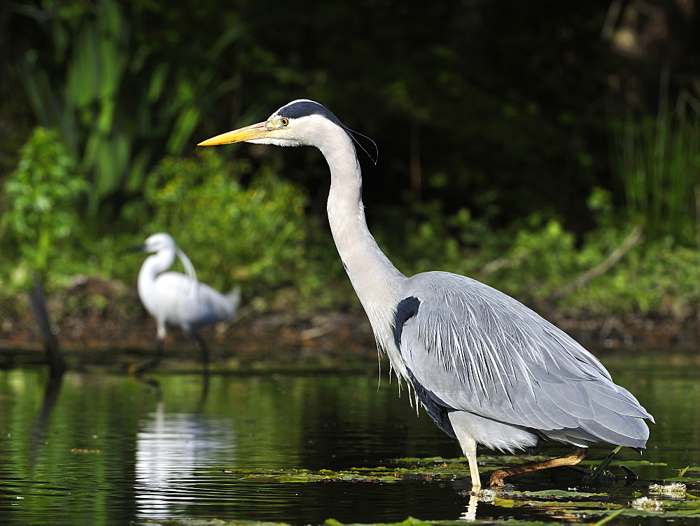 Grey Heron walking in the leaves of lily-France 