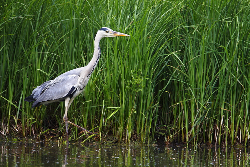 Grey Heron walking along a lake, France 