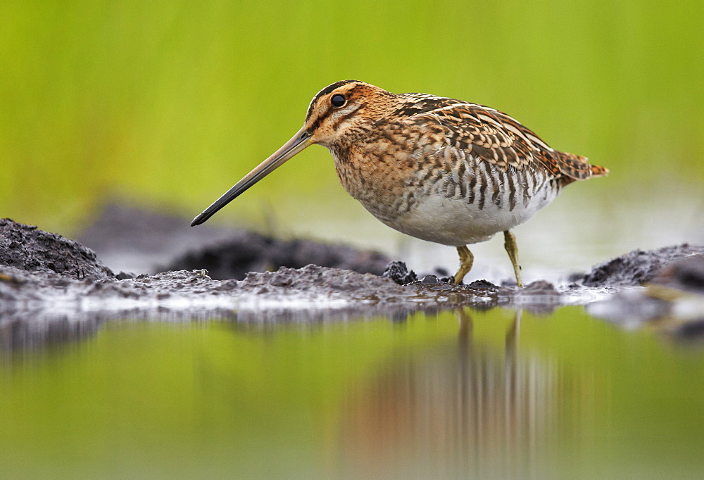 Common Snipe on bank, Finland 