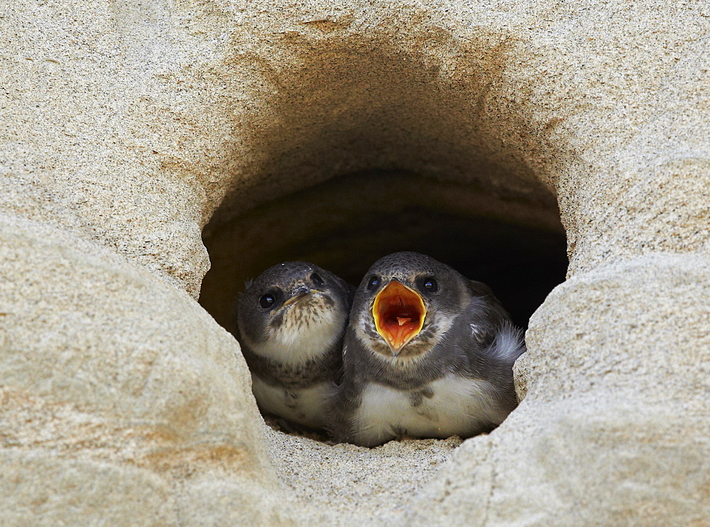 Young Sand Martins landing to nest burrow, Finland