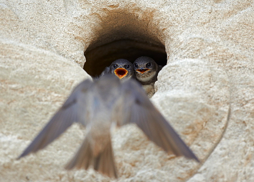 Sand Martin landing to nest burrow, Finland