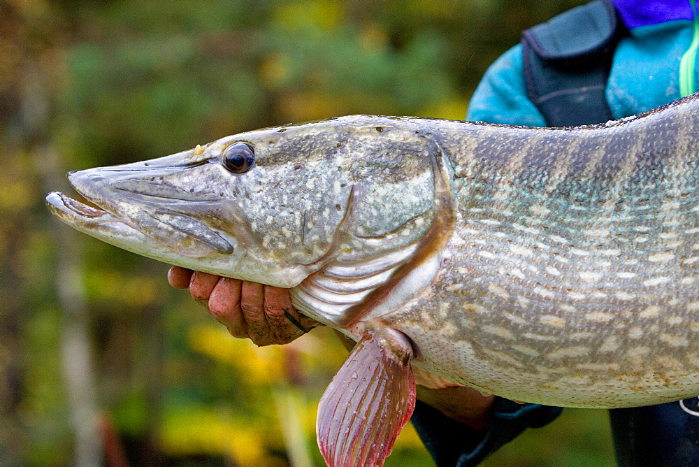 Presentation of a northern pike, Vosges France 