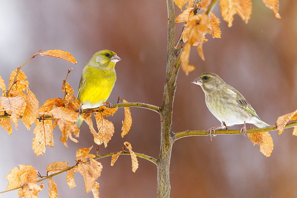 Greenfinches on a branch in winter, Alsace France