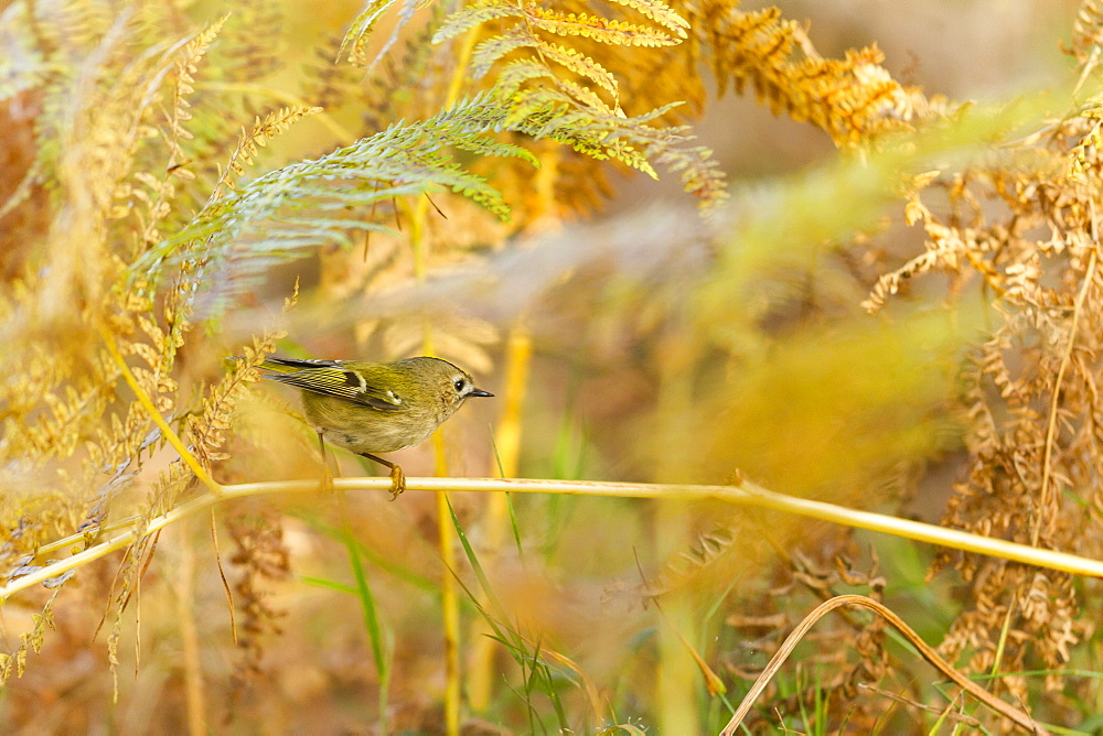 Goldcrest in ferns in autumn, Alsace France 