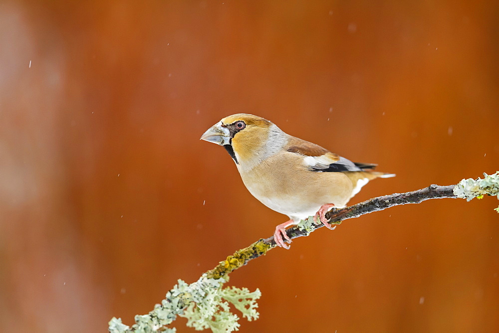 Hawfinch on a branch in winter, Alsace France 