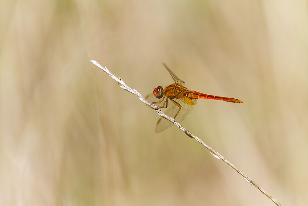 Male Red Darter on grass stem, France 