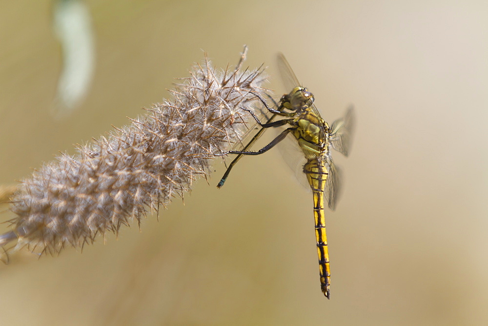 Black-tail skimmer eating a Damselfly, France