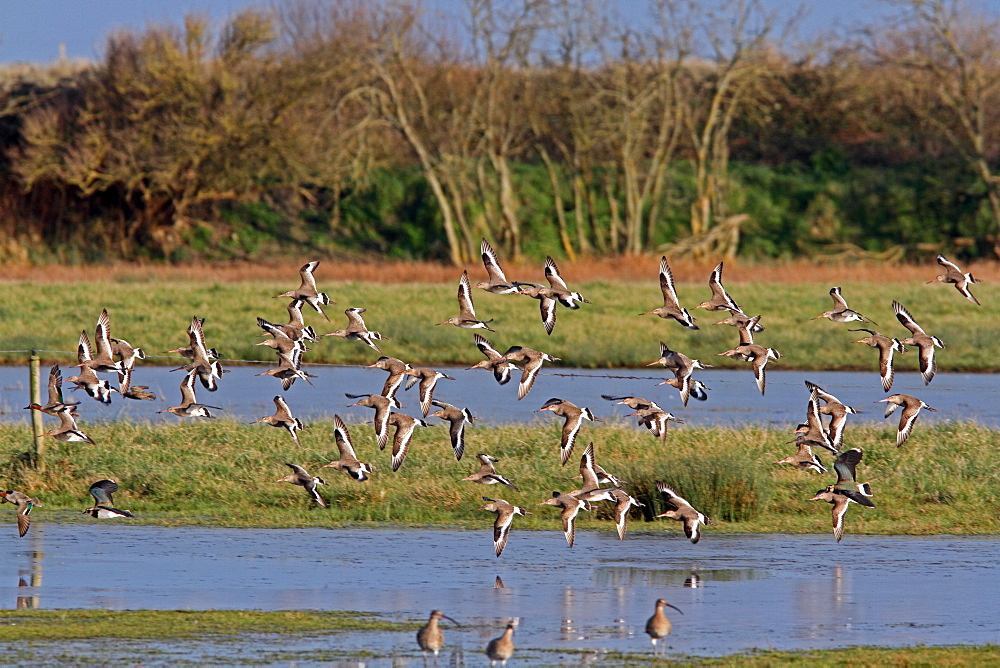 Black-tailed Godwits in flight in winter, Normandy France