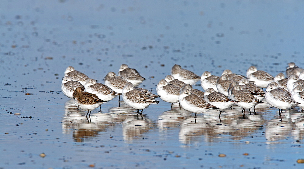 Sanderling in water, Normandy France 