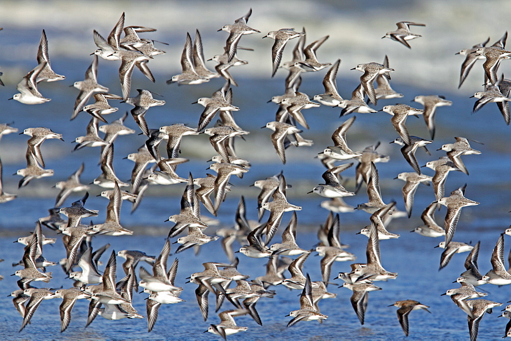 Sanderling in flight, Normandy France 