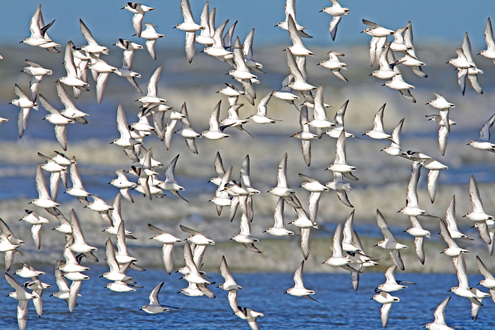 Sanderling in flight, Normandy France 