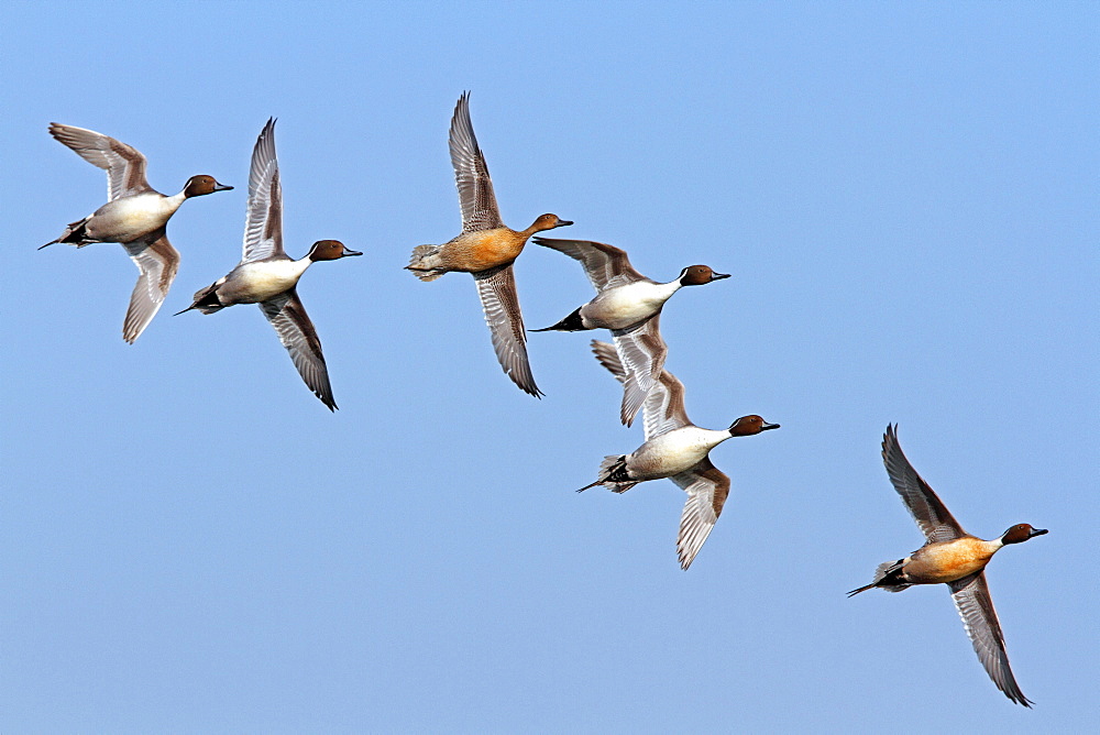 Pintail males surrounding a female in flight, France 