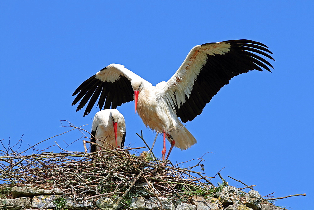 Couple of white storks at nest, Normandy France 