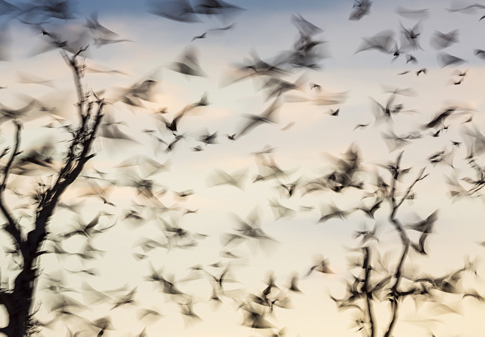 Straw-coloured fruit bats, Kasanka NP  Zambia