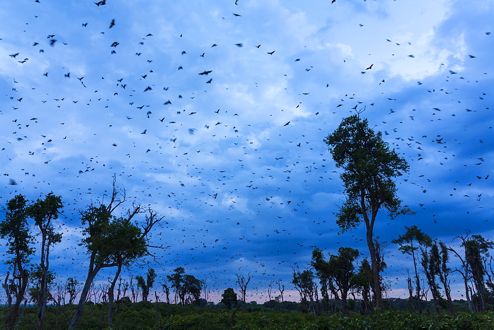 Straw-coloured fruit bats, Kasanka NP  Zambia