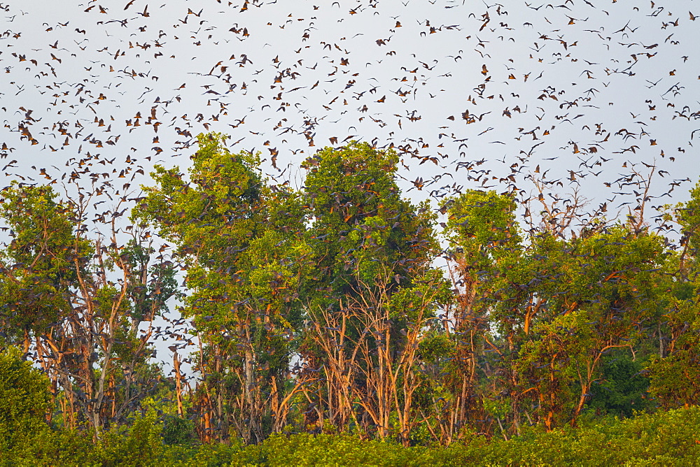 Straw-coloured fruit bats, Kasanka NP  Zambia