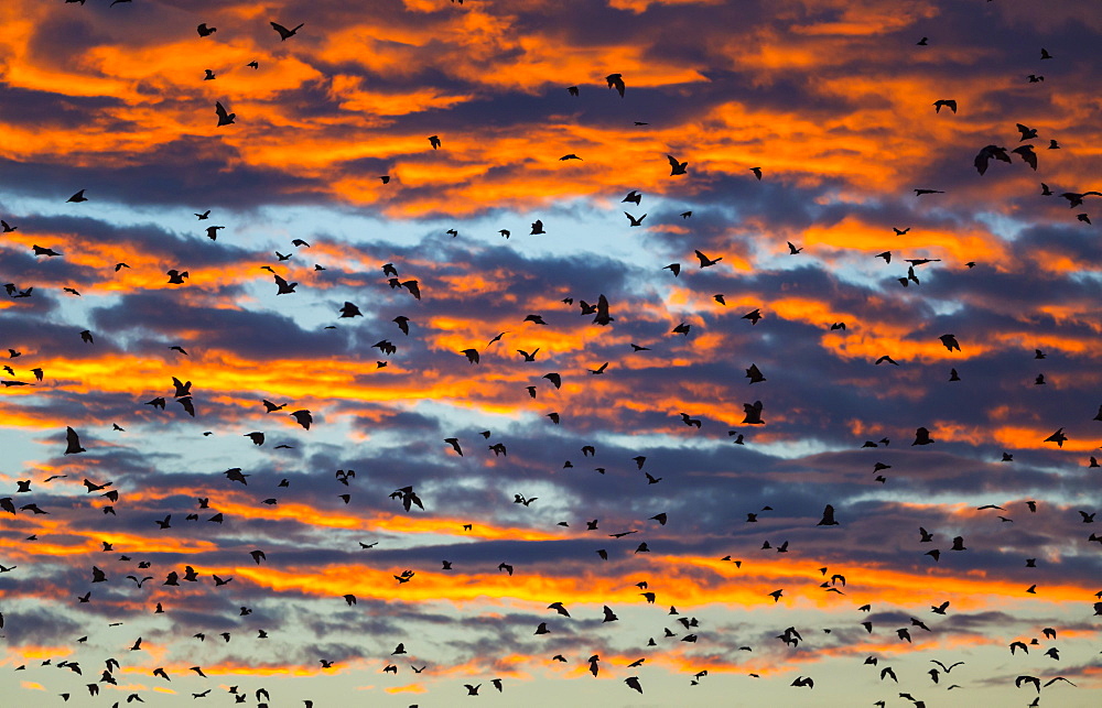 Straw-coloured fruit bats, Kasanka NP  Zambia